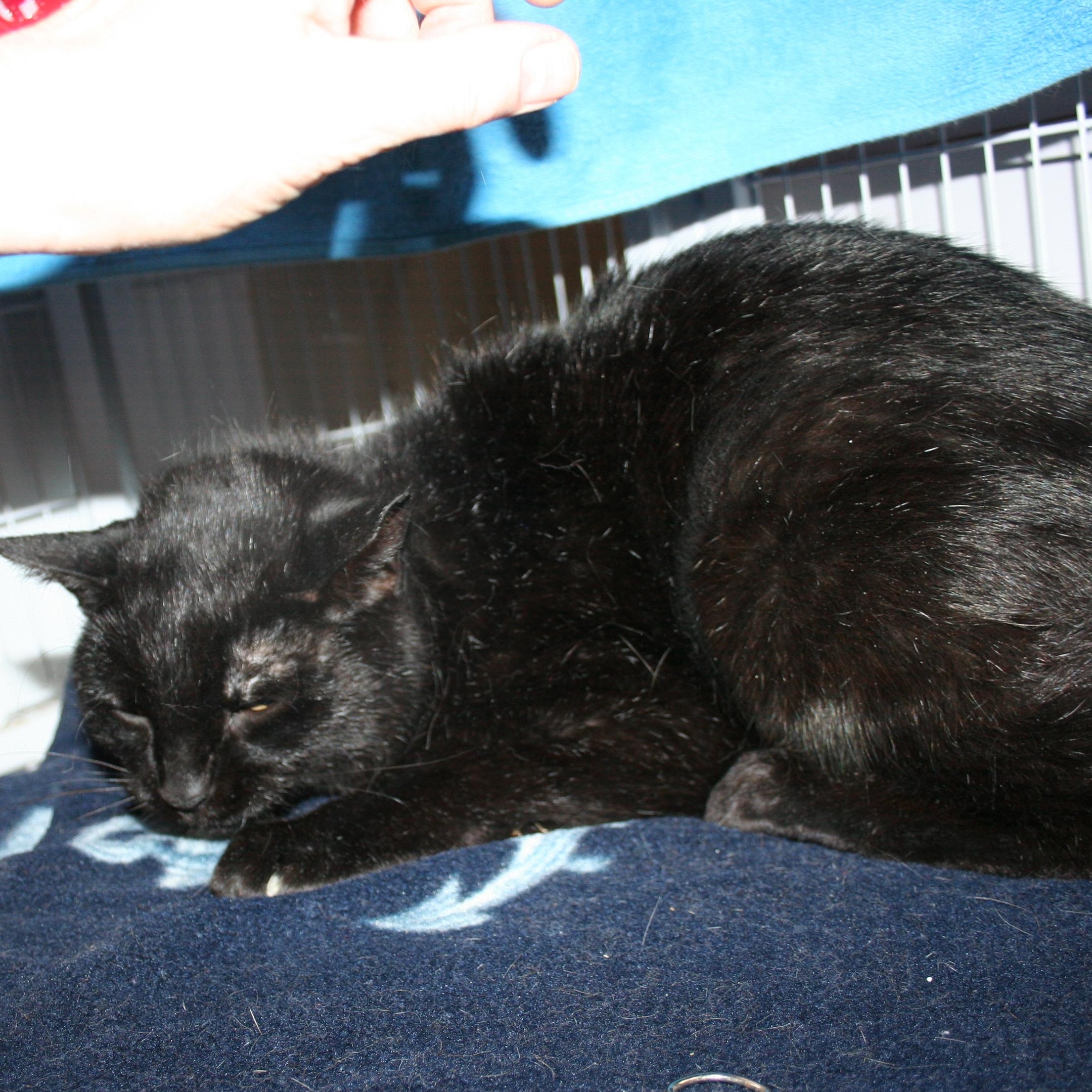 Enlarge Kat, a Adoptable mixed breed in Howell, MI image 2/3