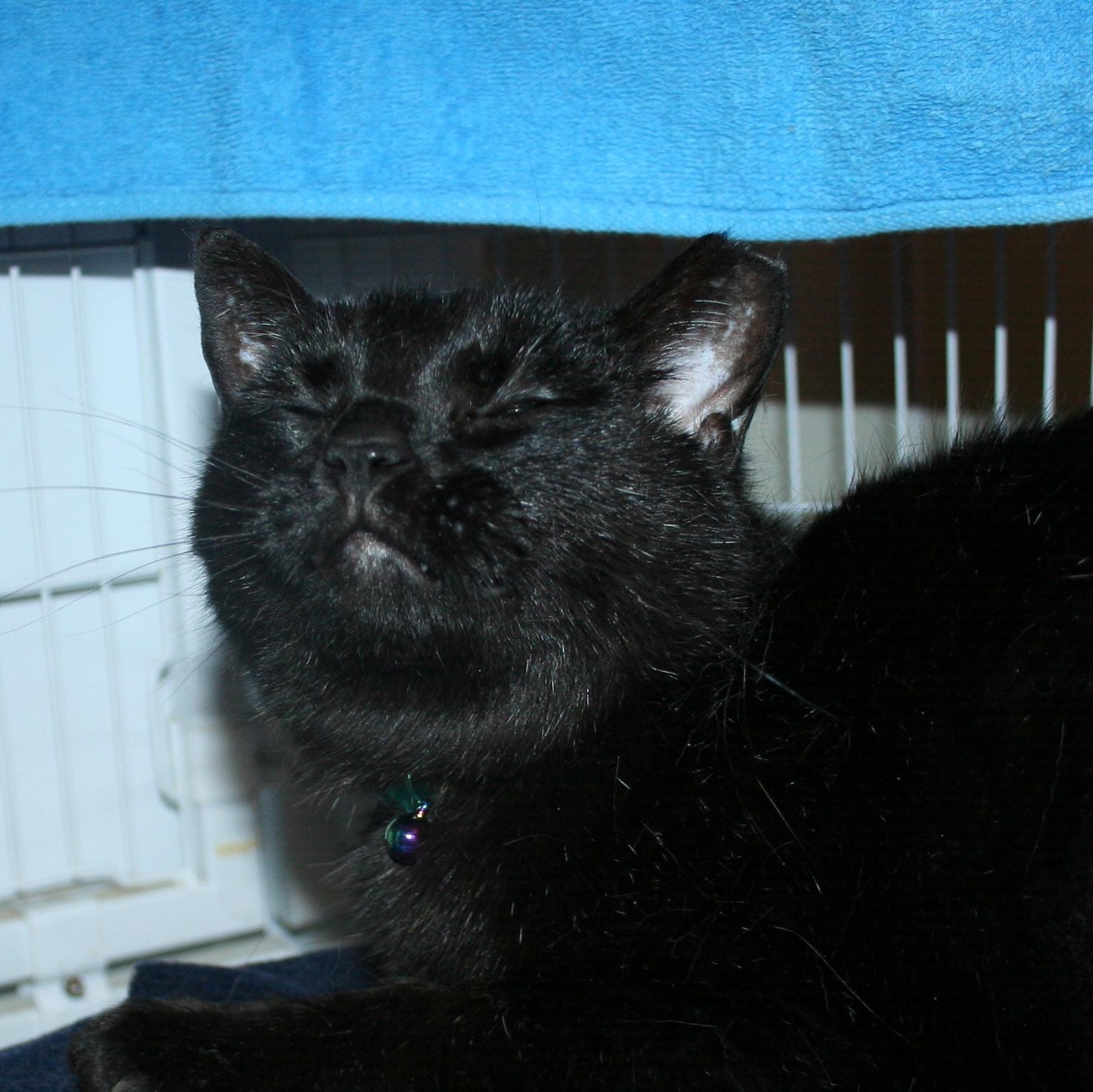 Enlarge Kat, a Adoptable mixed breed in Howell, MI image 1/3