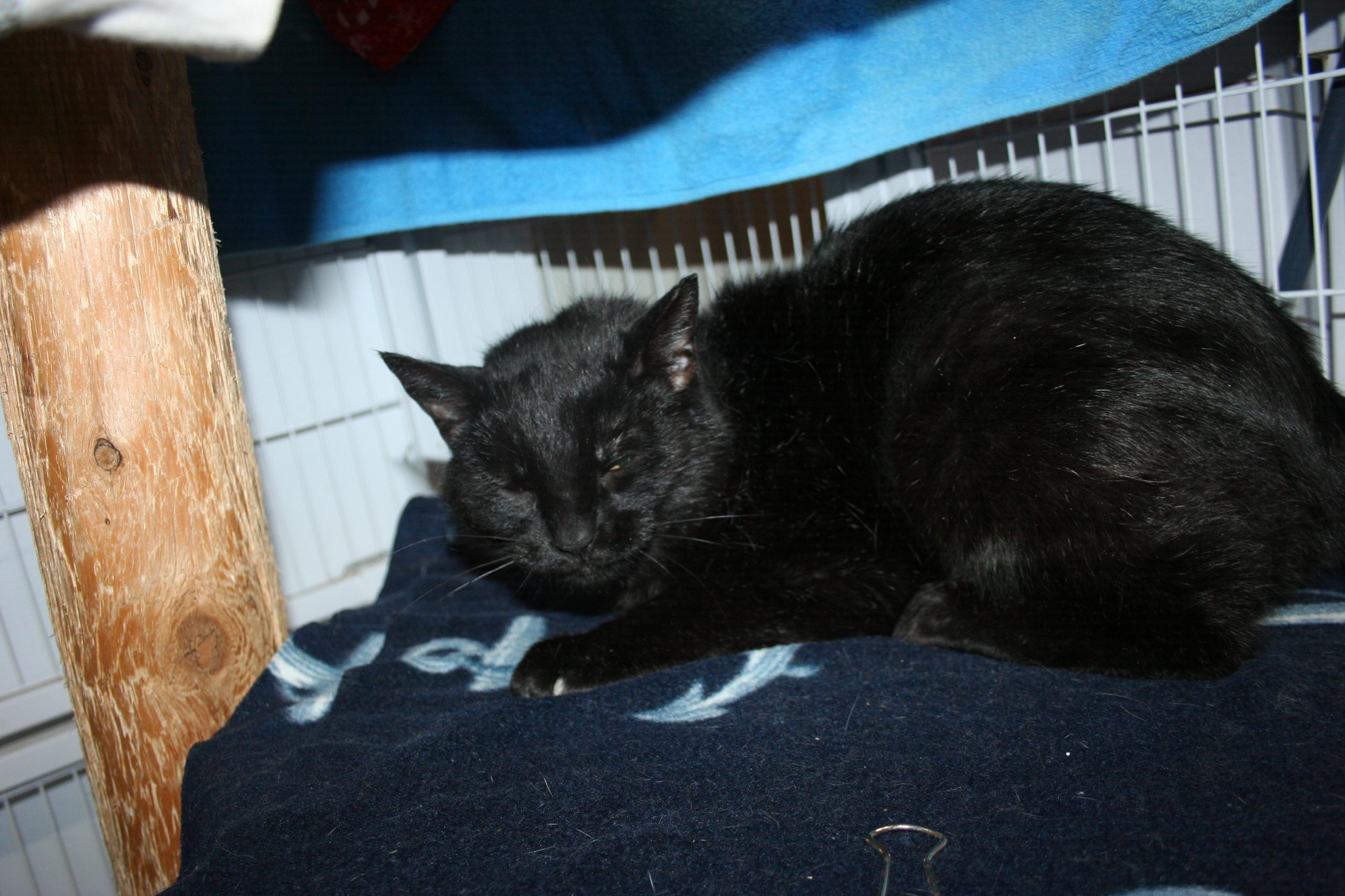 Enlarge Kat, a Adoptable mixed breed in Howell, MI image 3/3