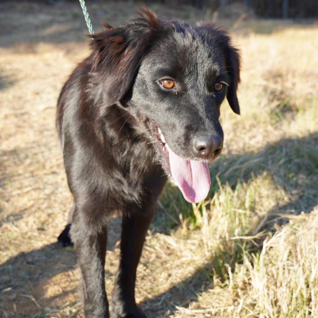 Enlarge Rose, a Adoptable Black Labrador Retriever in West Point, MS image 1/2