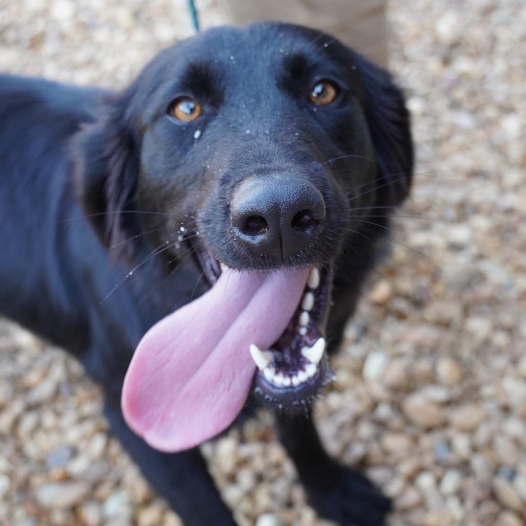 Enlarge Rose, a Adoptable Black Labrador Retriever in West Point, MS image 2/2