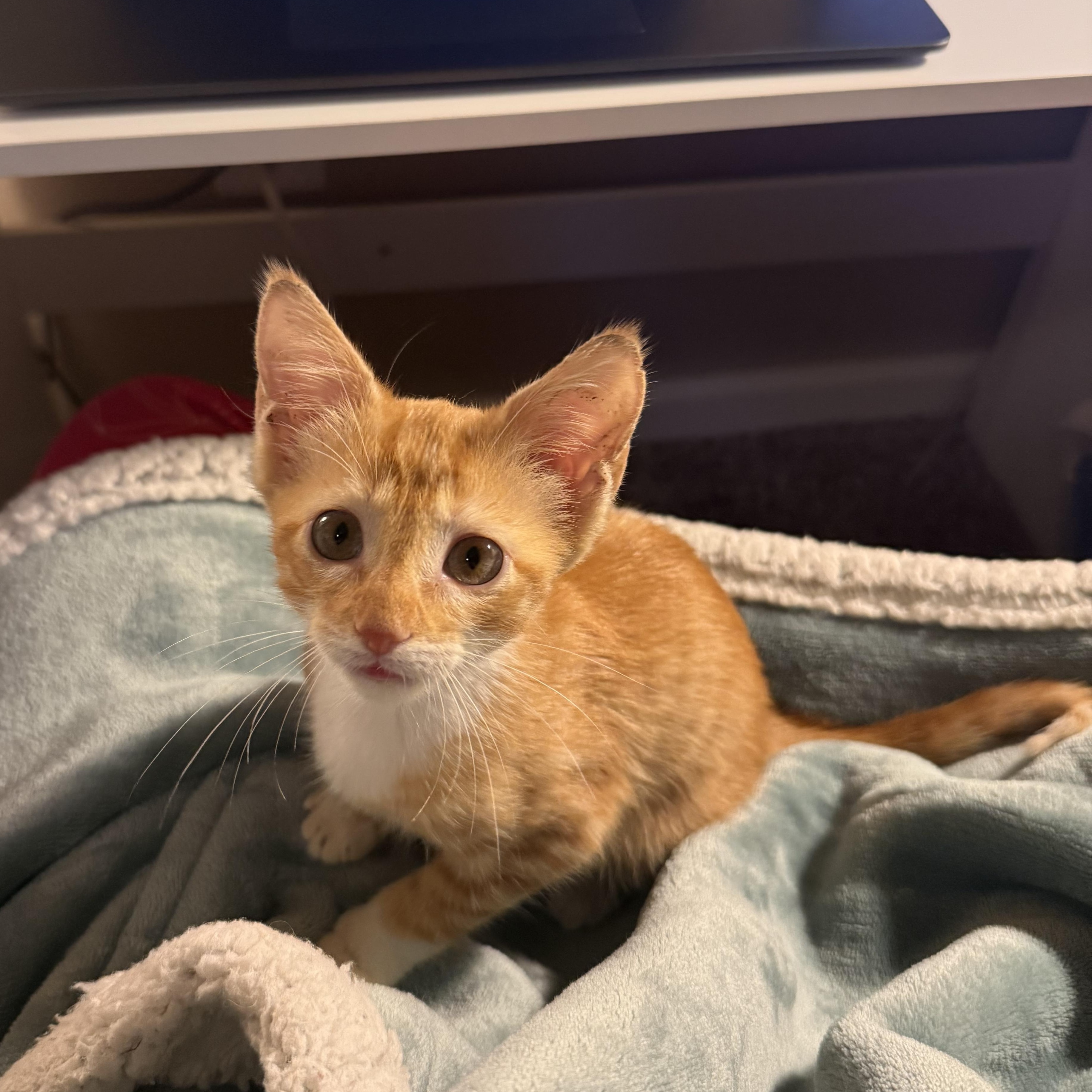 Aelin, Adoptable, Kitten Female Domestic Short Hair.