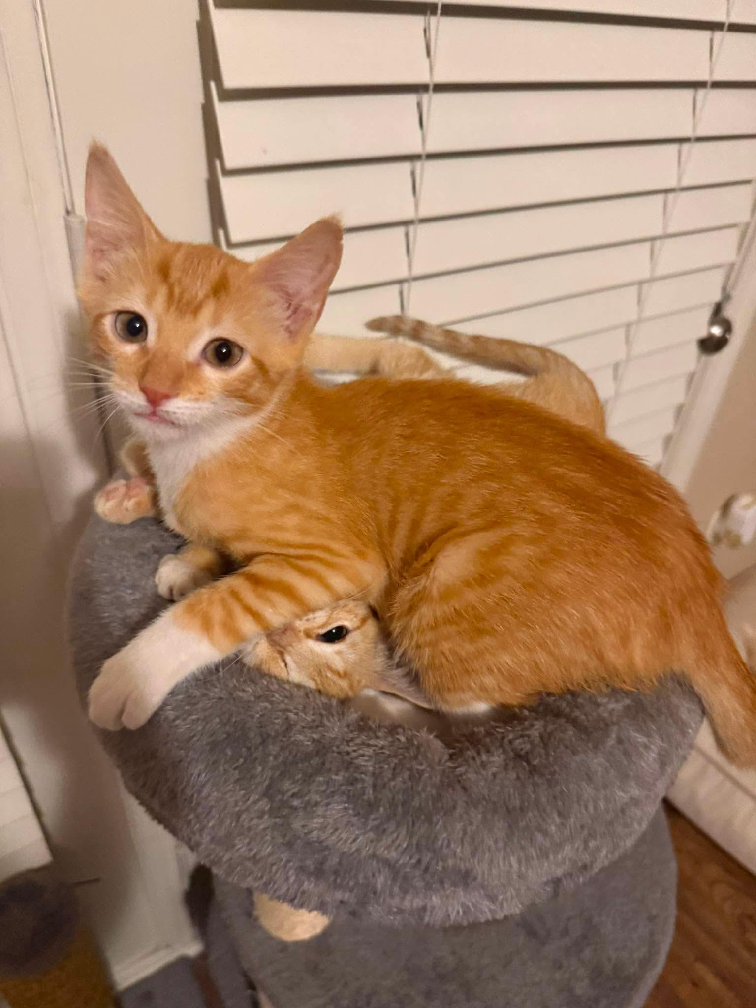 Aelin, a Adoptable Domestic Short Hair in Mississippi State, MS image 5/6