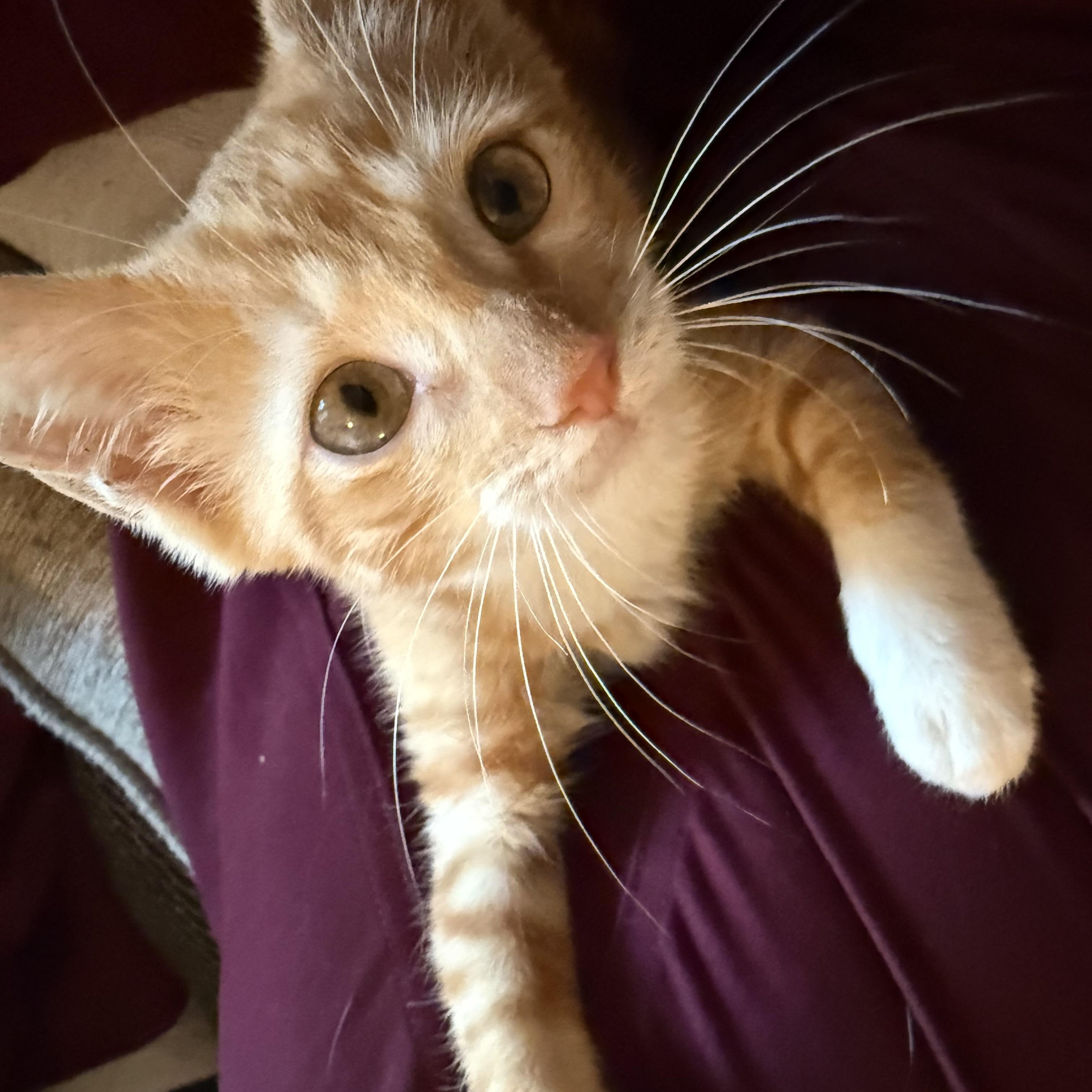 Aelin, a Adoptable Domestic Short Hair in Mississippi State, MS image 6/6