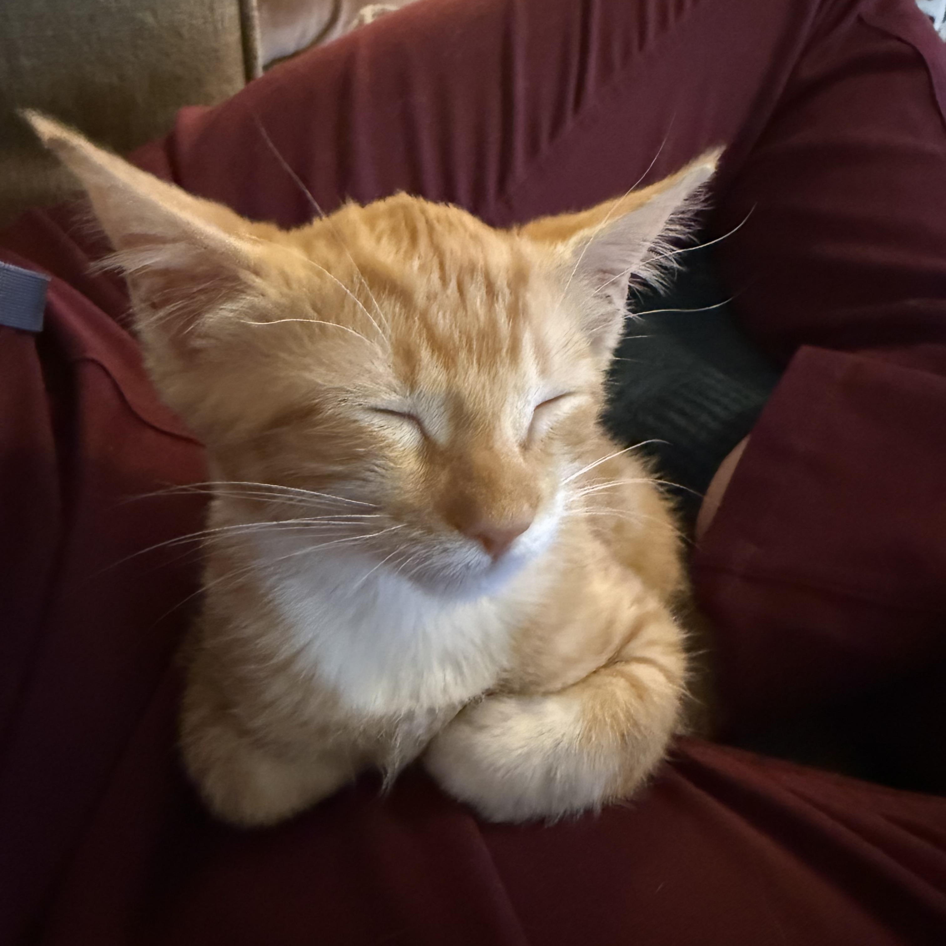 Aelin, a Adoptable Domestic Short Hair in Mississippi State, MS image 4/6