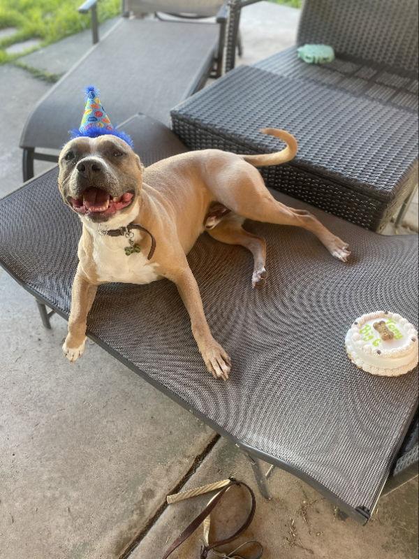 Enlarge Tony, a Adoptable mixed breed in San Diego, CA image 1/3