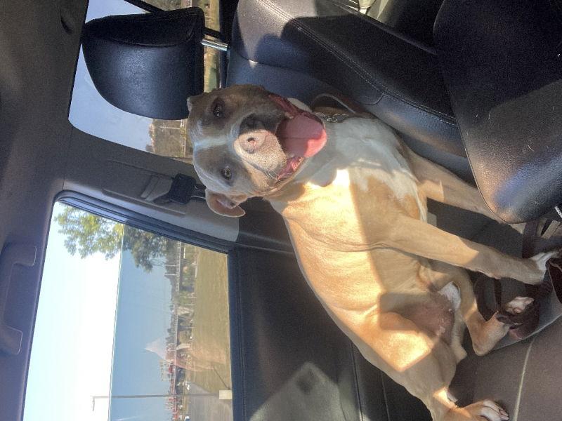 Enlarge Tony, a Adoptable mixed breed in San Diego, CA image 3/3