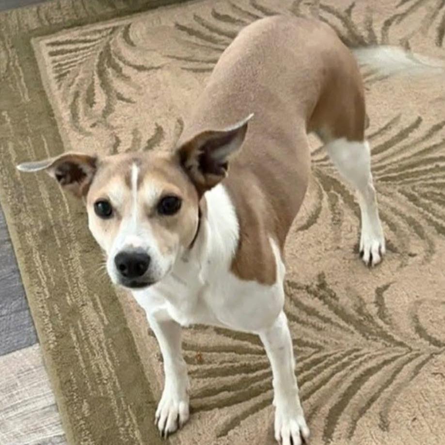 Zena D12154, Adoptable, Adult Female Beagle & Jack Russell Terrier.