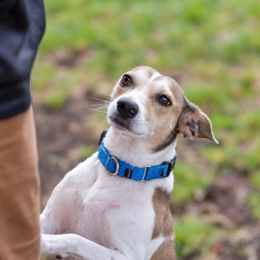 Enlarge Zena D12154, a Adoptable mixed breed in Blaine, MN image 2/6