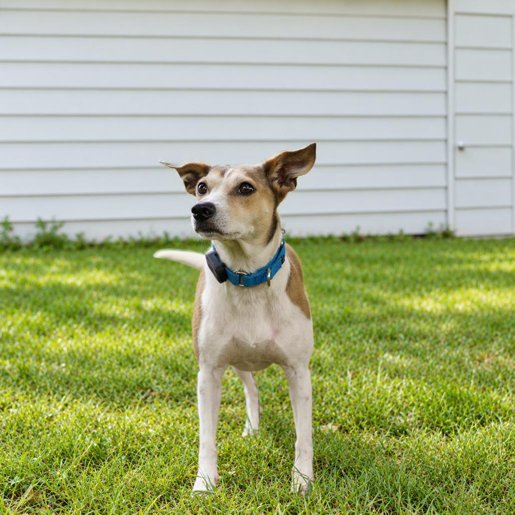Enlarge Zena D12154, a Adoptable mixed breed in Blaine, MN image 3/6