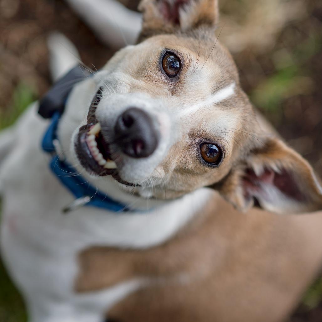 Enlarge Zena D12154, a Adoptable mixed breed in Blaine, MN image 4/6