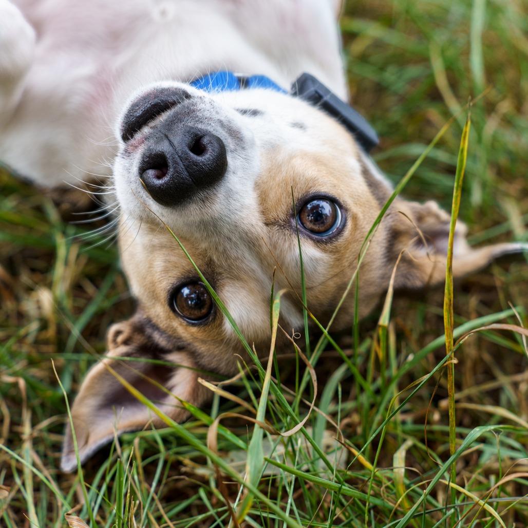Enlarge Zena D12154, a Adoptable mixed breed in Blaine, MN image 5/6