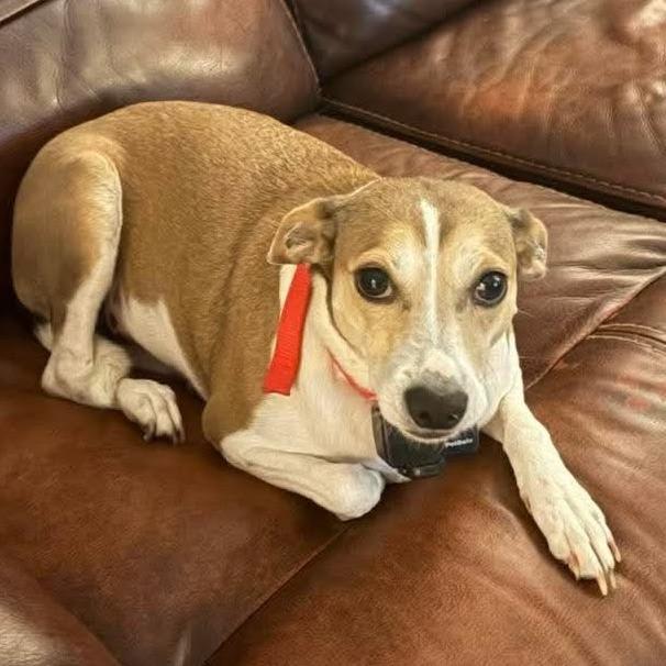 Enlarge Zena D12154, a Adoptable mixed breed in Blaine, MN image 6/6