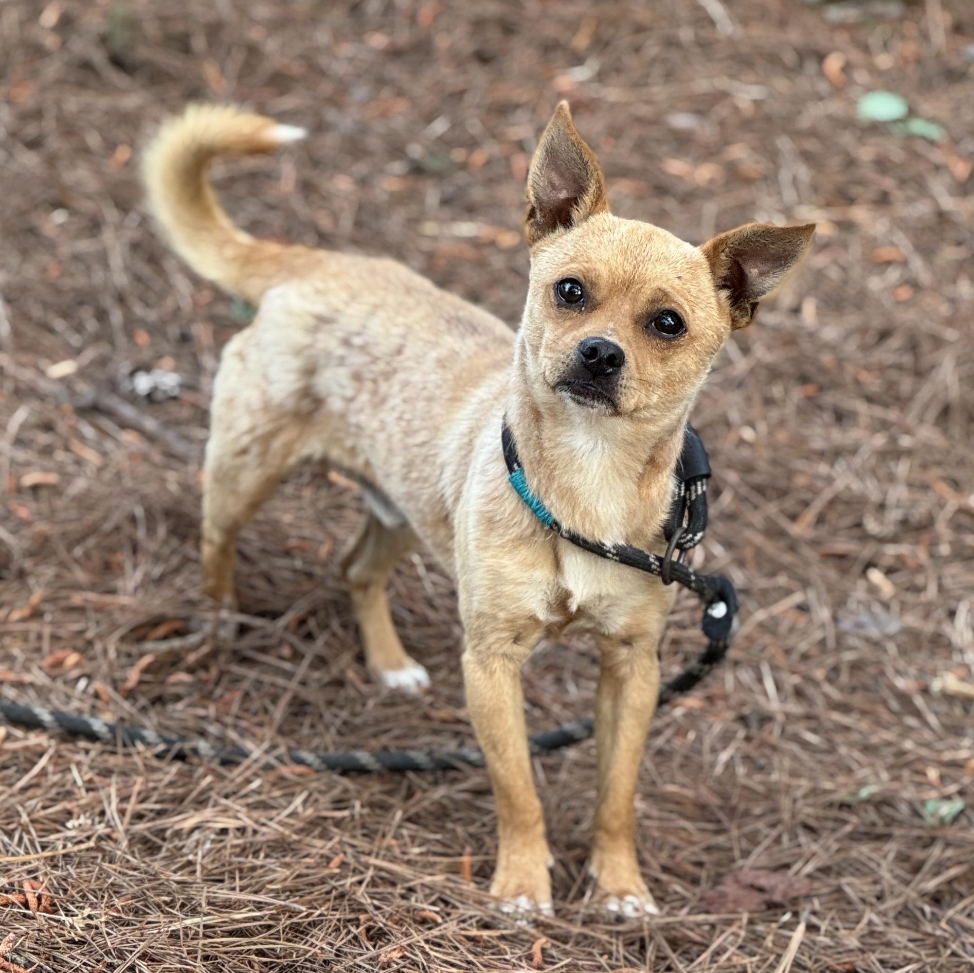 Enlarge Ripley, a ADOPTABLE Chihuahua in Sumter, SC image 1/3
