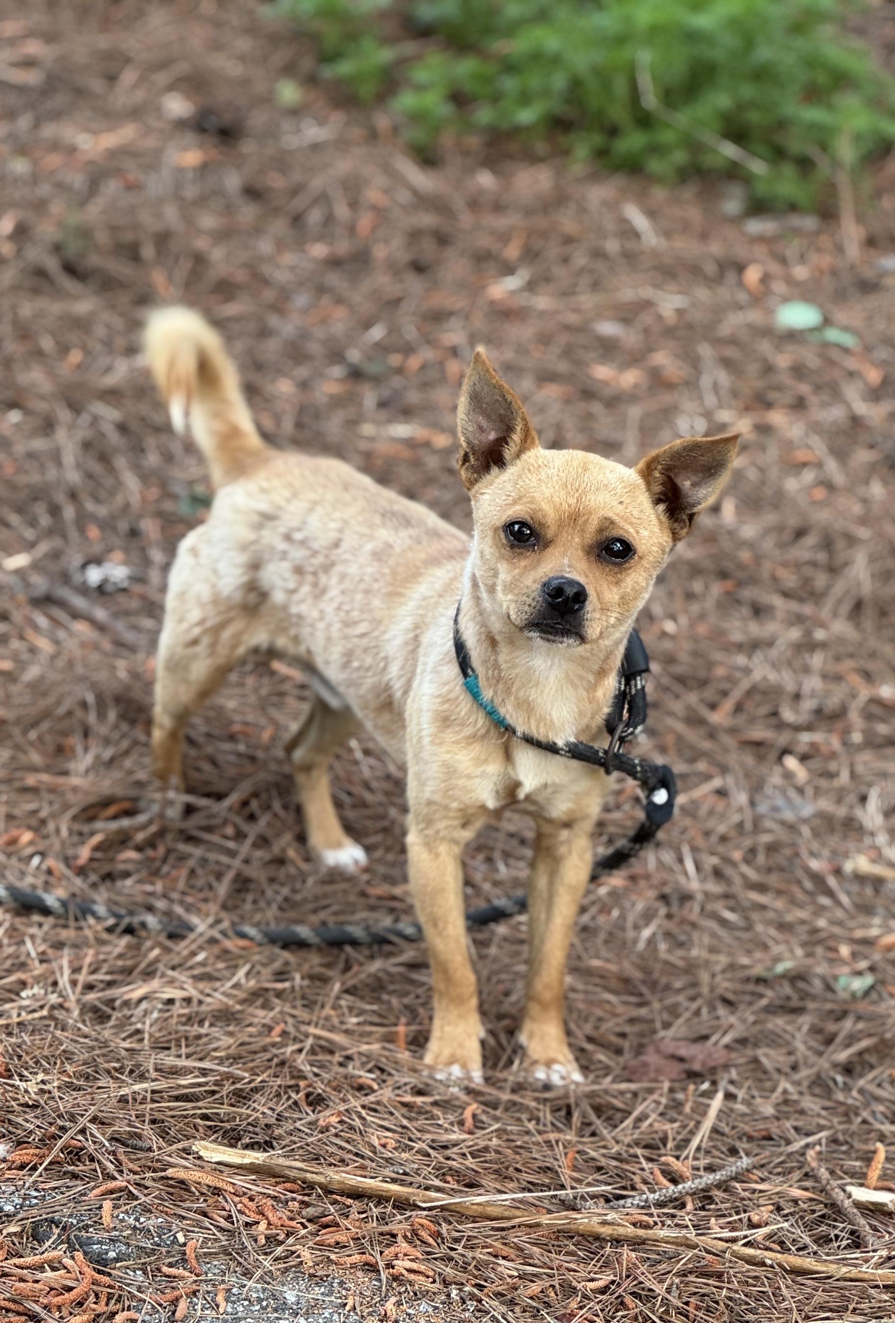 Enlarge Ripley, a ADOPTABLE Chihuahua in Sumter, SC image 3/3