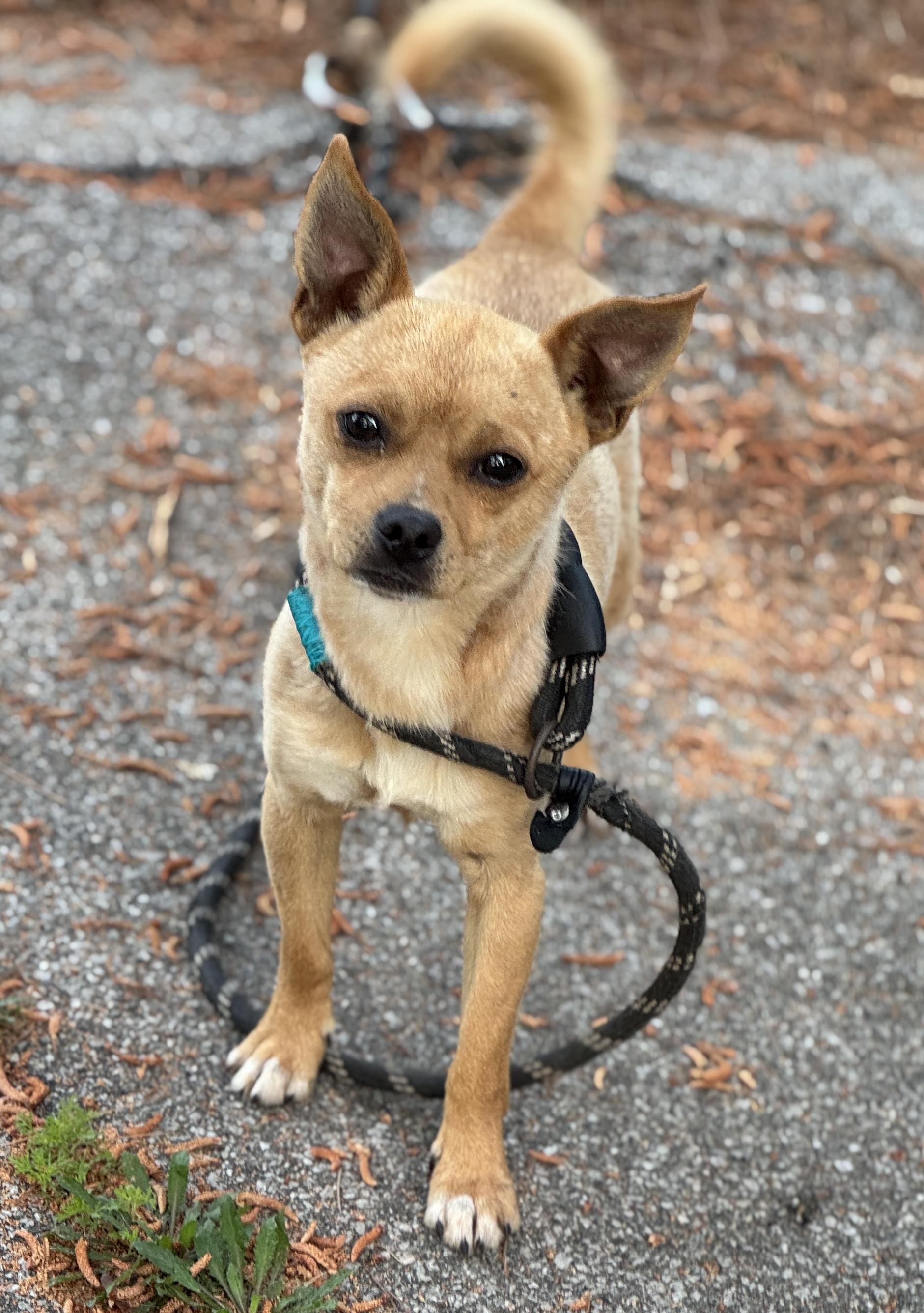 Enlarge Ripley, a ADOPTABLE Chihuahua in Sumter, SC image 2/3
