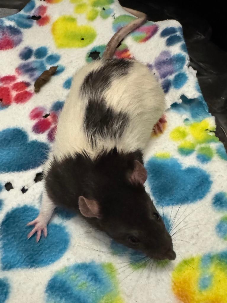 Enlarge Balderdash, a Adoptable Rat in Indianapolis, IN image 1/1