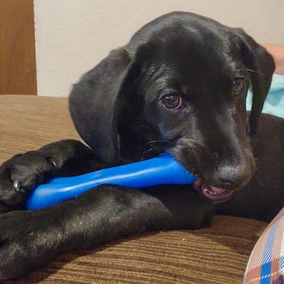 Enlarge Grille, a Adoptable mixed breed in Spokane, WA image 2/6