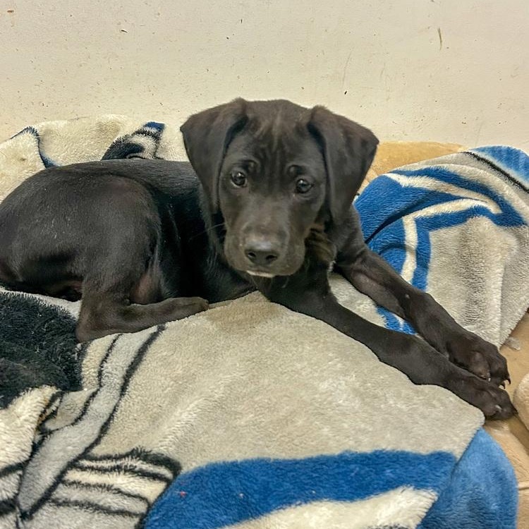Grille, Adoptable, Puppy Male Great Dane.