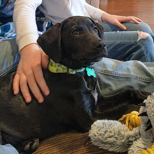 Enlarge Grille, a Adoptable mixed breed in Spokane, WA image 5/6