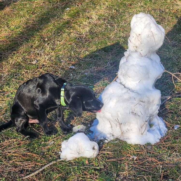 Enlarge Grille, a Adoptable mixed breed in Spokane, WA image 3/6