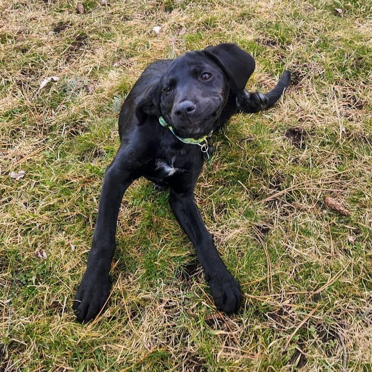 Enlarge Grille, a Adoptable mixed breed in Spokane, WA image 1/6