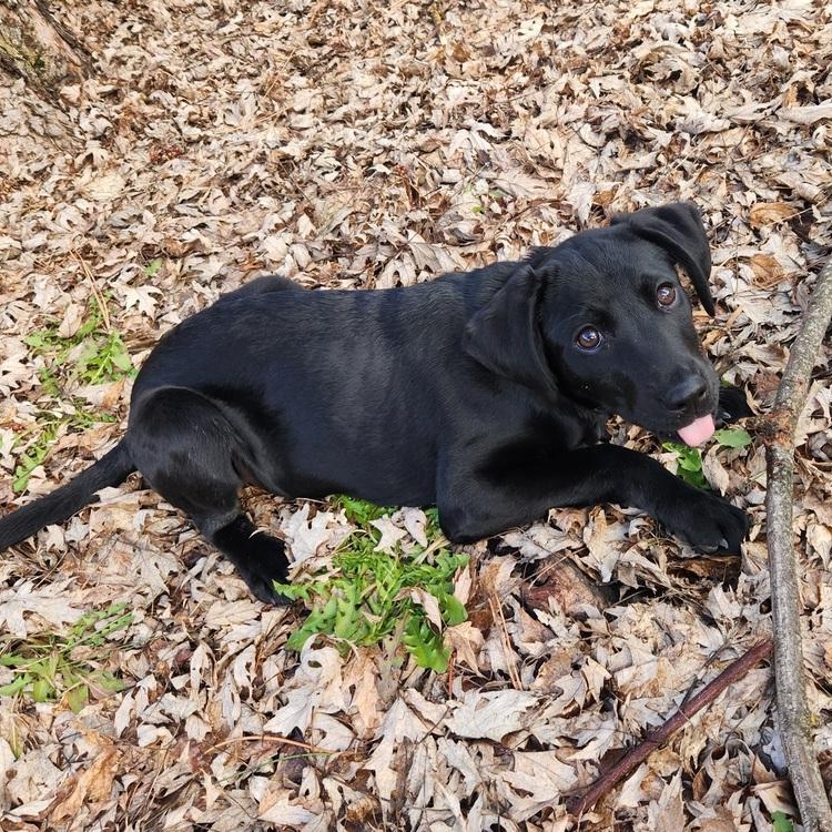 Grille, Adoptable, Puppy Male Labrador Retriever.