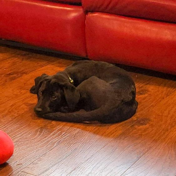 Enlarge Grille, a Adoptable mixed breed in Spokane, WA image 6/6