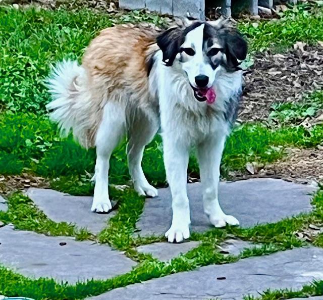 Jing, a Adoptable mixed breed in Houston, TX image 1/3