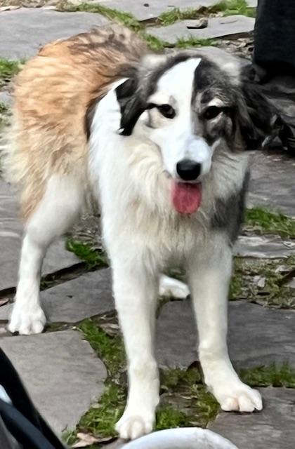 Jing, a Adoptable mixed breed in Houston, TX image 3/3