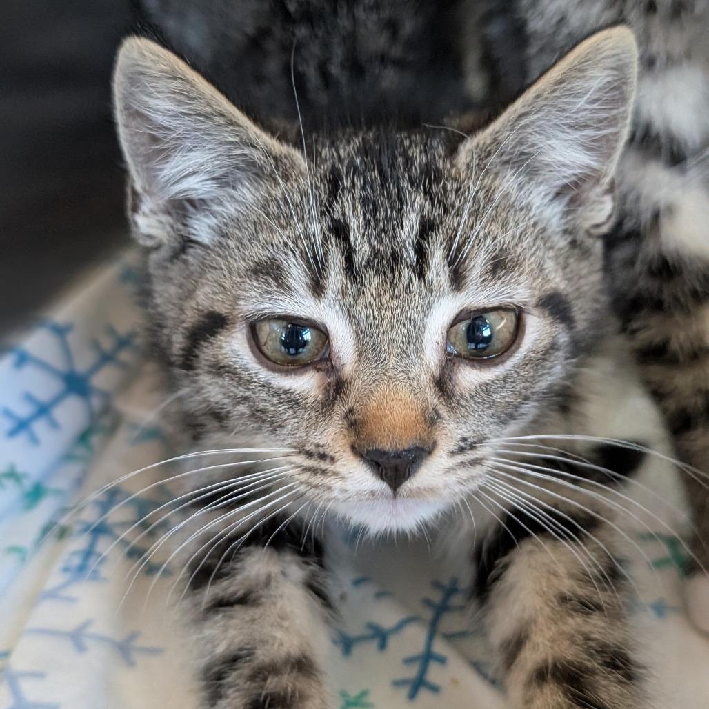 Slinky, Adoptable, Kitten Male Domestic Short Hair.