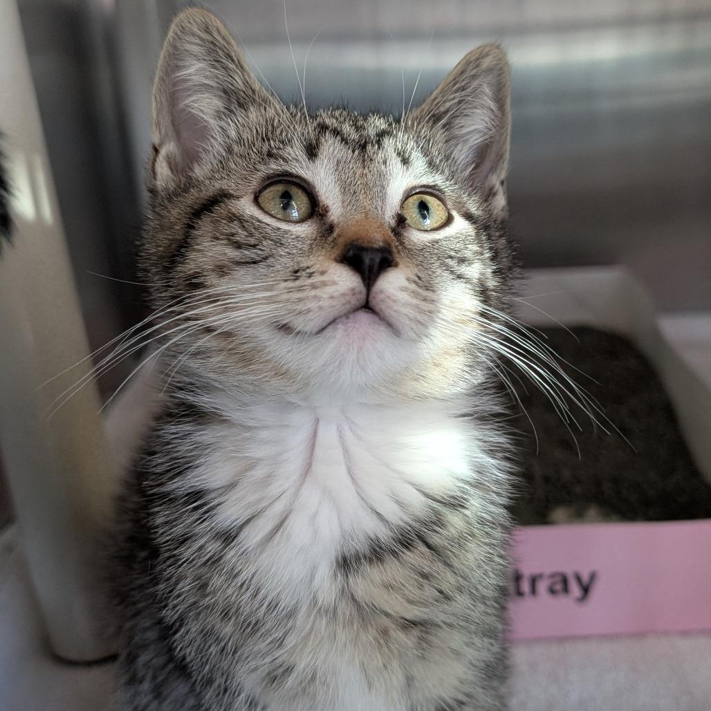 Enlarge Slinky, a Adoptable Domestic Short Hair in Asheville, NC image 2/5