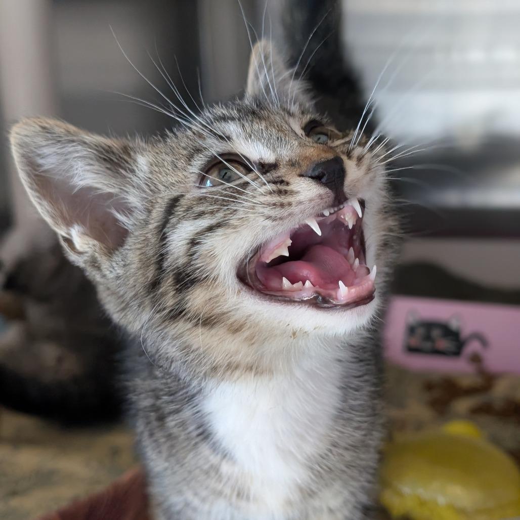 Enlarge Slinky, a Adoptable Domestic Short Hair in Asheville, NC image 3/5