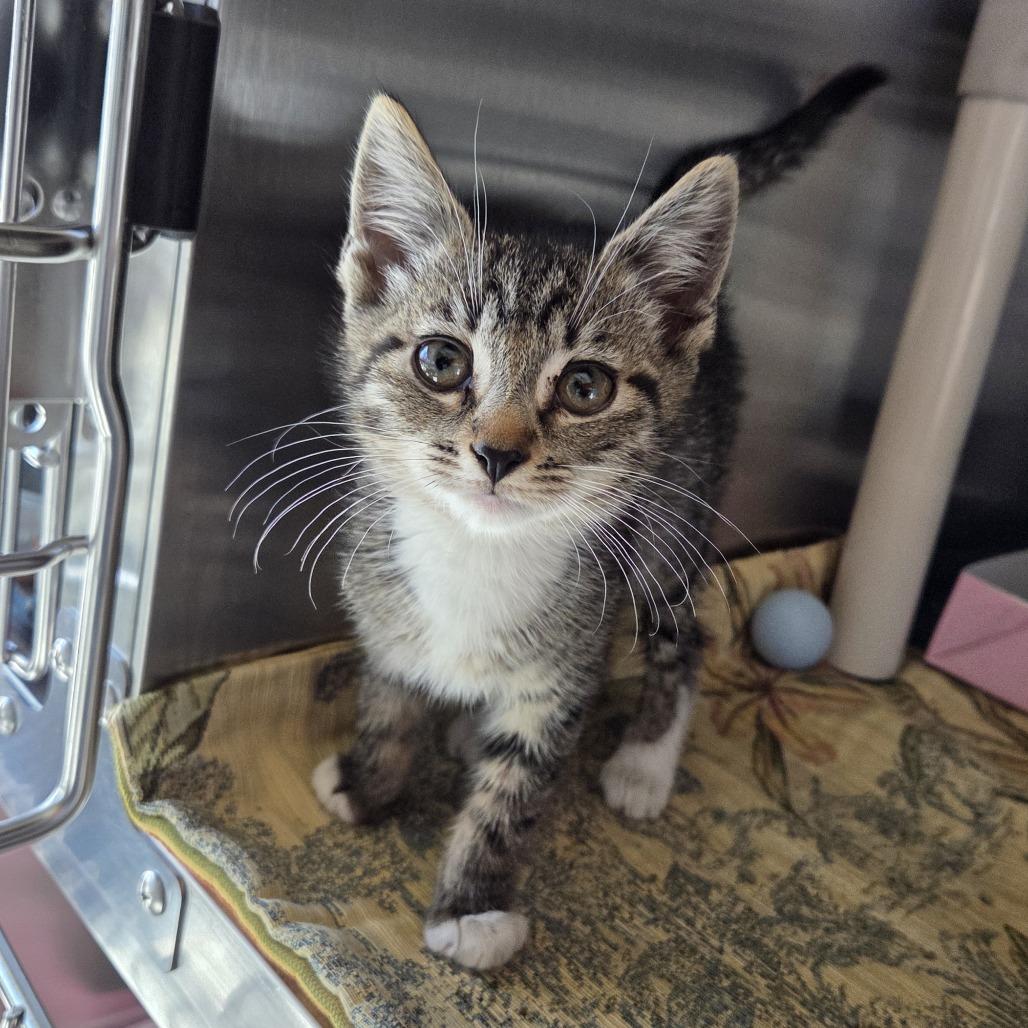 Enlarge Slinky, a Adoptable Domestic Short Hair in Asheville, NC image 5/5