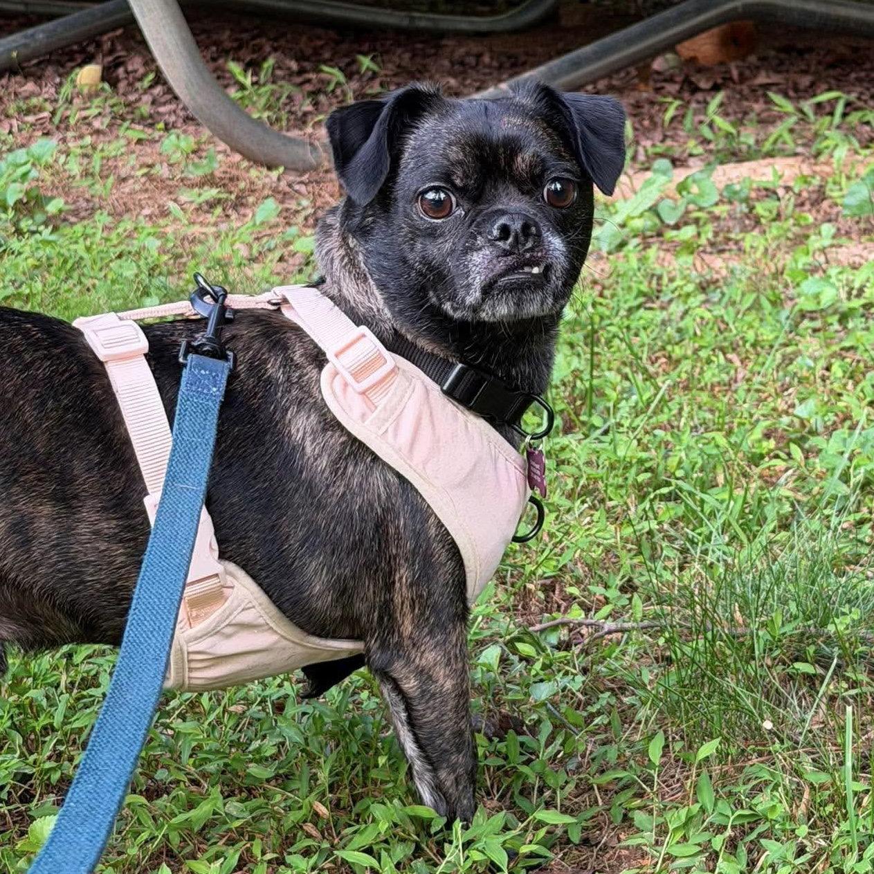 Teddy, a Adoptable mixed breed in Holly Springs, NC image 2/3