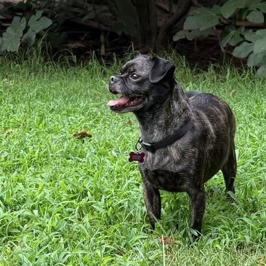 Teddy, a Adoptable mixed breed in Holly Springs, NC image 3/3