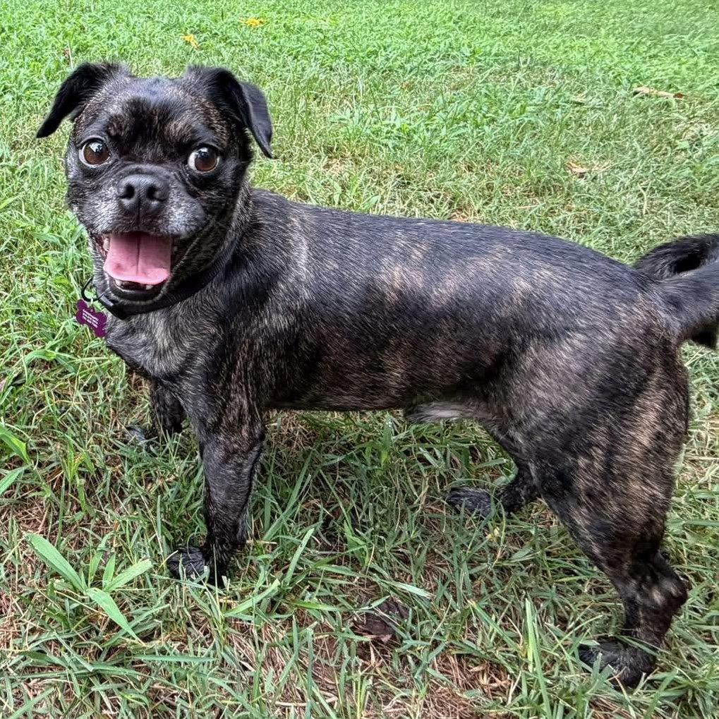 Teddy, Adoptable, Adult Male Pug & Chihuahua.