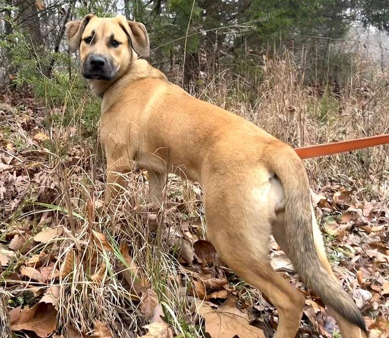 BUBBLES, ADOPTABLE, Young Male Labrador Retriever.