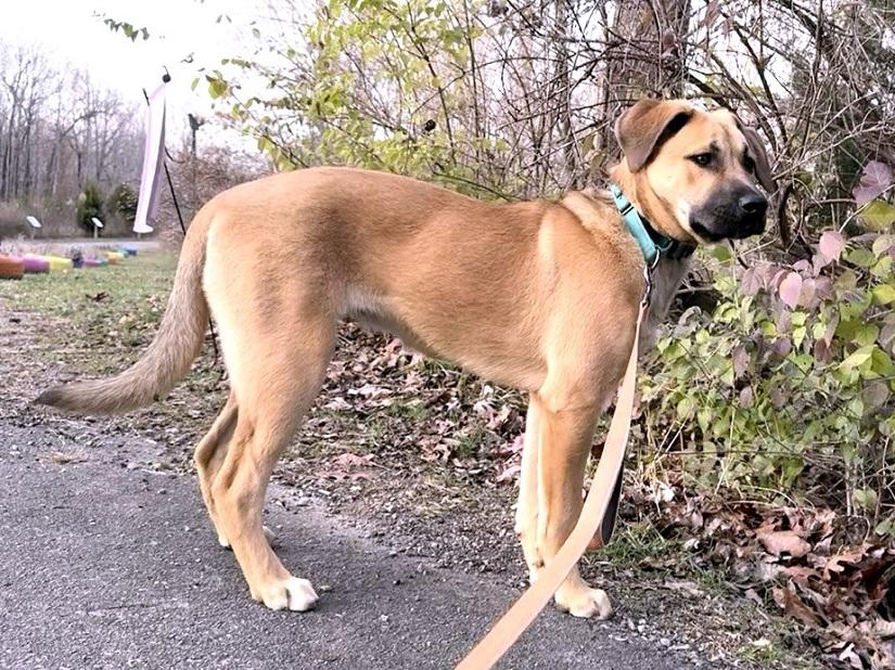 BUBBLES, ADOPTABLE, Young Male Labrador Retriever.