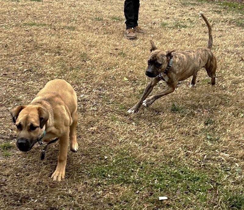 Enlarge BUBBLES, a ADOPTABLE mixed breed in Pegram, TN image 4/6