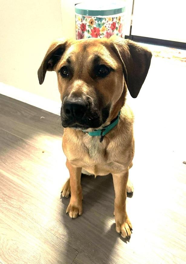 BUBBLES, ADOPTABLE, Young Male Labrador Retriever.