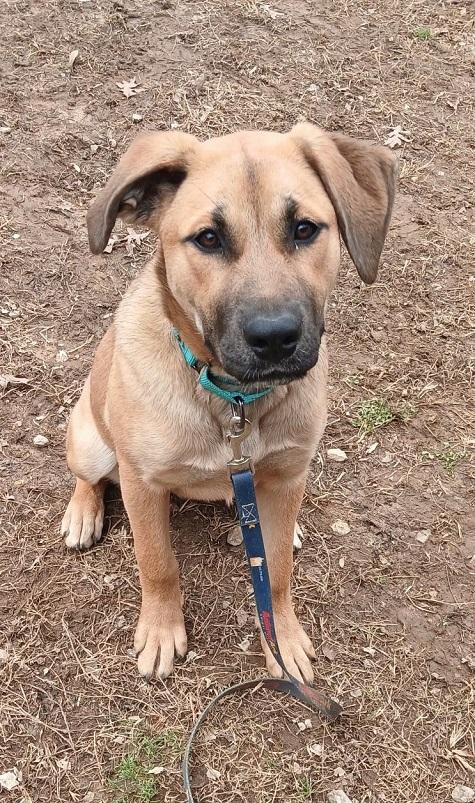 Enlarge BUBBLES, a ADOPTABLE mixed breed in Pegram, TN image 5/6