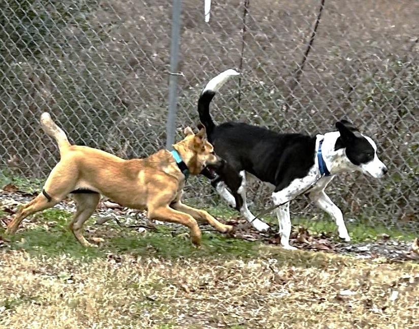 Enlarge BUBBLES, a ADOPTABLE mixed breed in Pegram, TN image 6/6