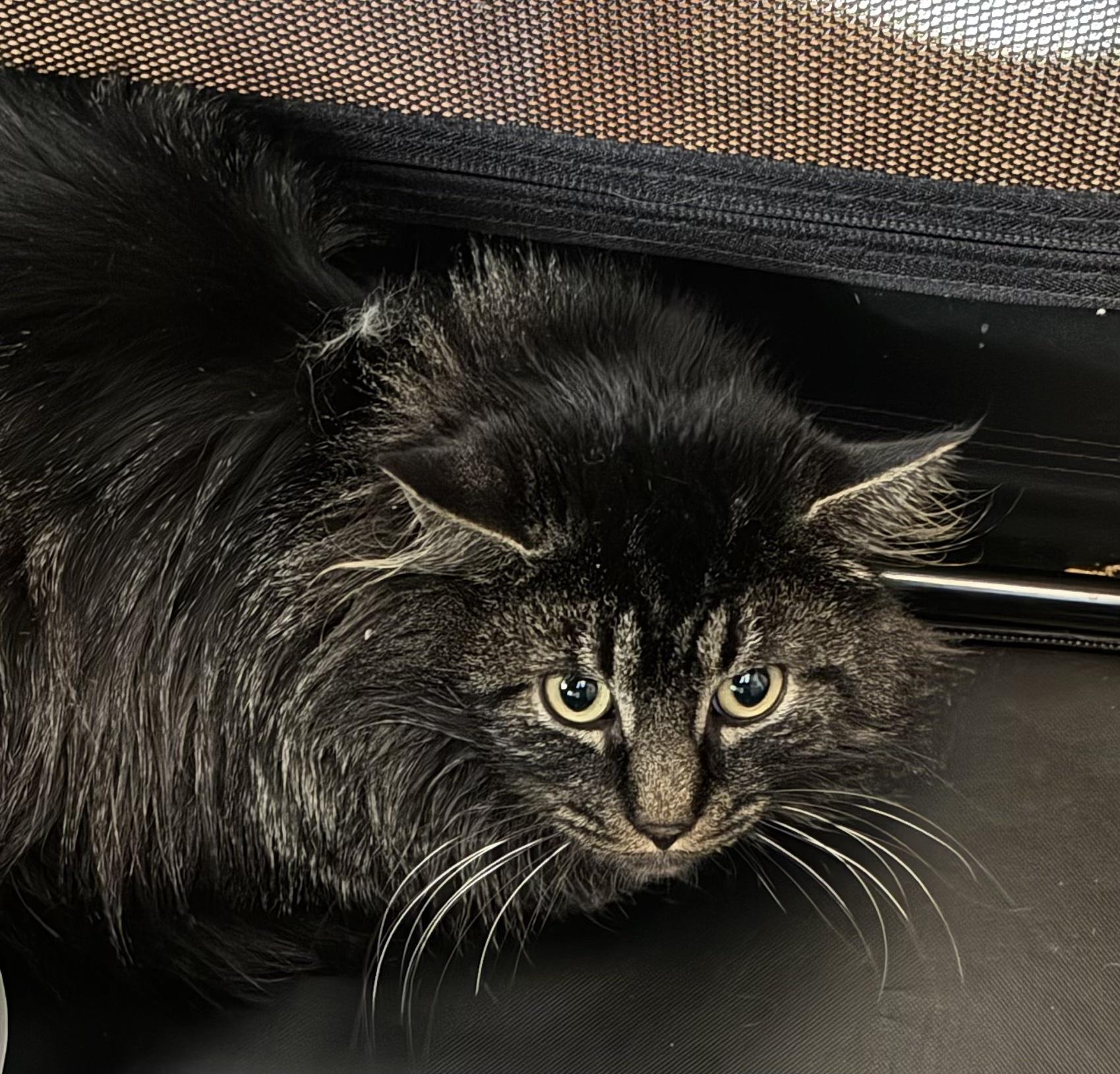 Enlarge Hank Greenberg, a ADOPTABLE Domestic Long Hair in Upper Sandusky, OH image 1/1