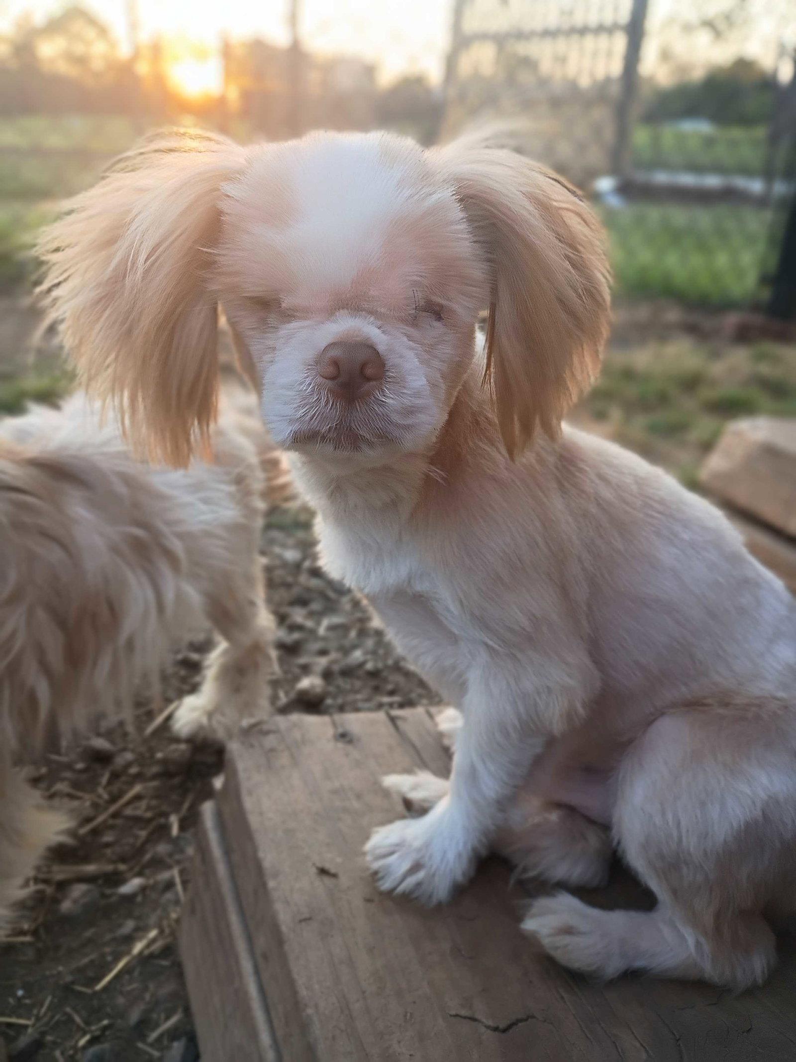 Enlarge Bijou Mar 26 - PHOTOS + DESCRIPTION, a Adopted Shih Tzu in Pacolet, SC image 1/1