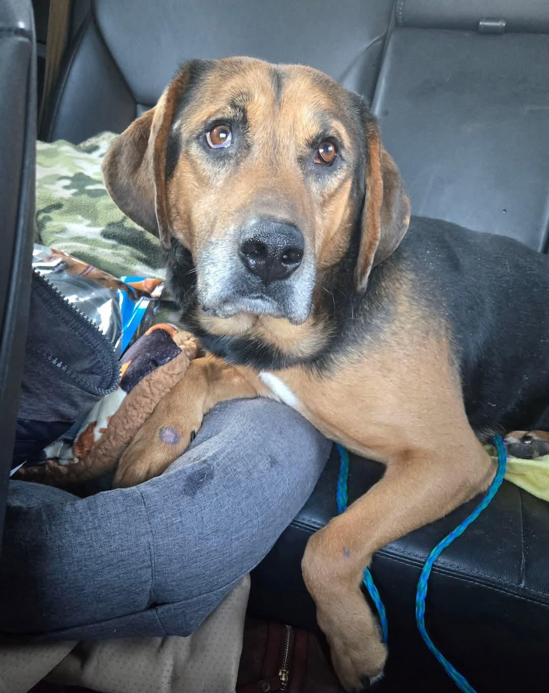 Enlarge Spanky, an adoptable mixed breed in Mount Airy, NC image 1/1