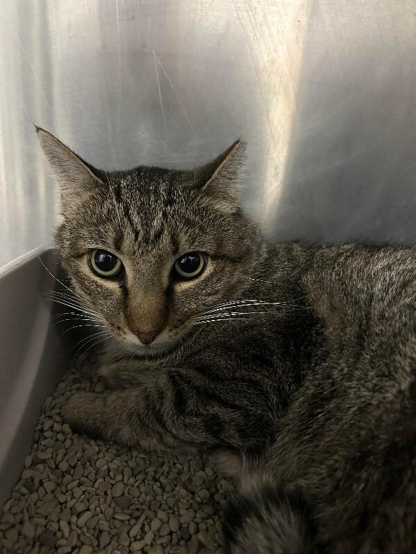 Enlarge Kiefer, a ADOPTABLE Domestic Short Hair in Saint Charles, MO image 1/1