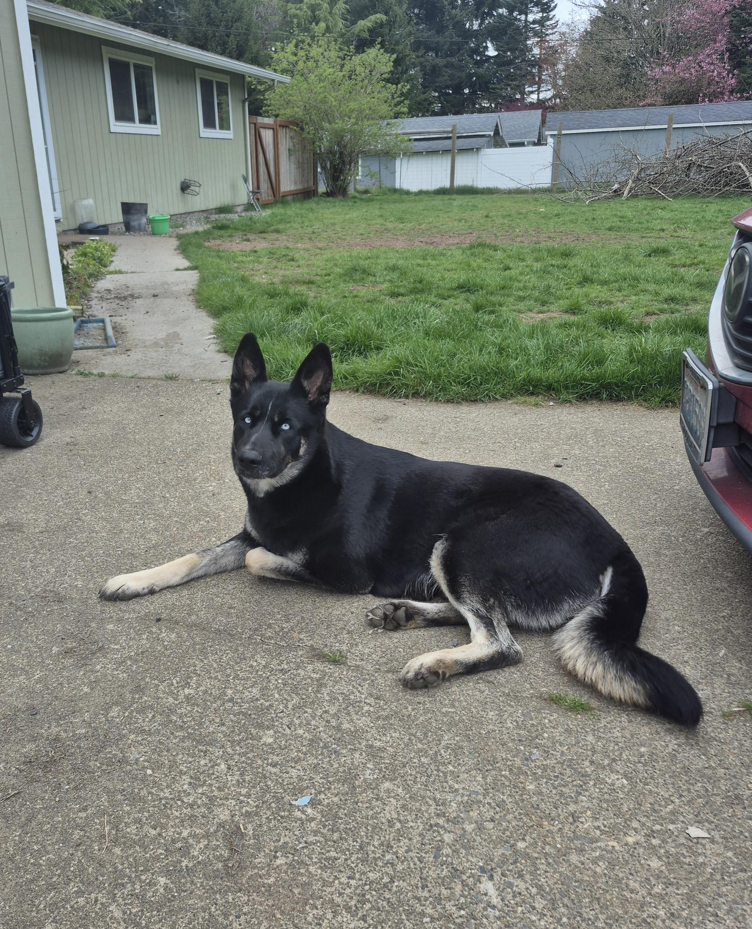 Elli, a ADOPTABLE mixed breed in Olympia, WA image 2/3