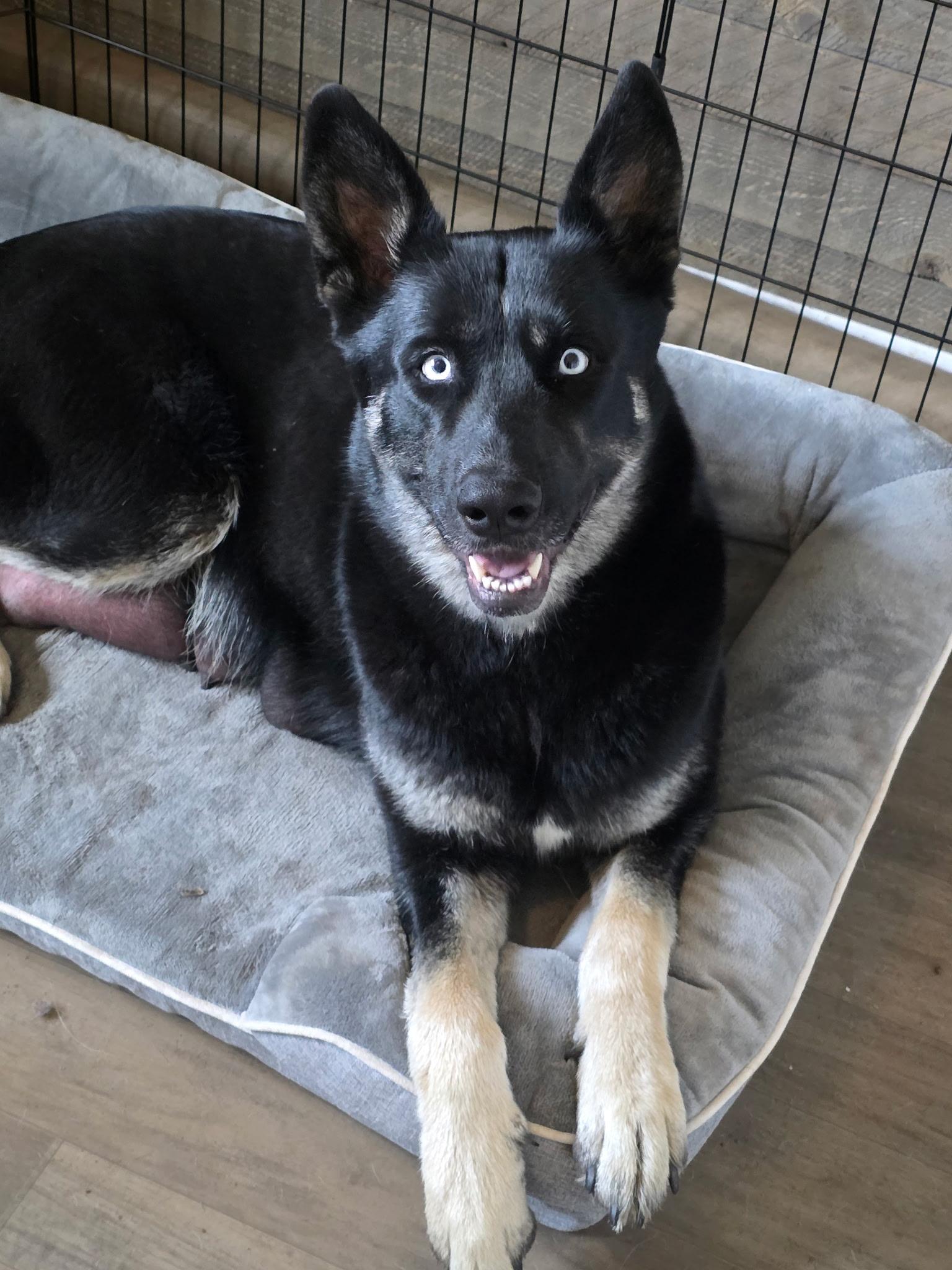 Elli, ADOPTABLE, Adult Female German Shepherd Dog.