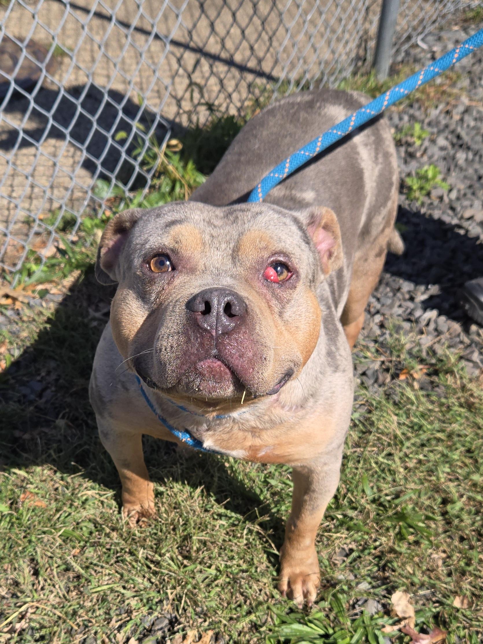 Sam, Adoptable, Adult Male Pit Bull Terrier.
